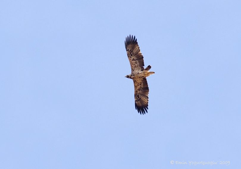 Eastern Imperial Eagle