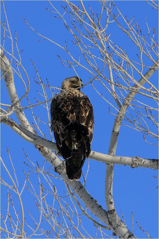 Eastern Imperial Eagle