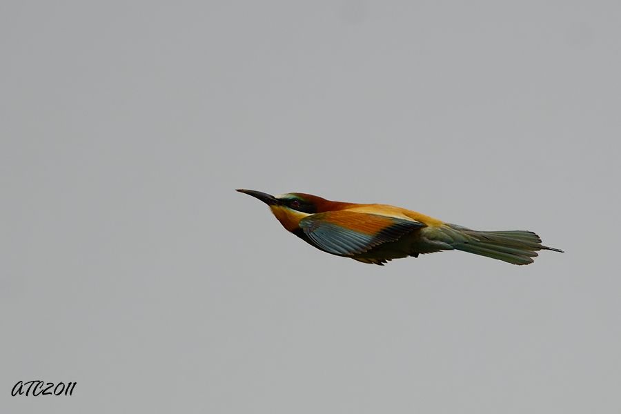 European Bee-eater