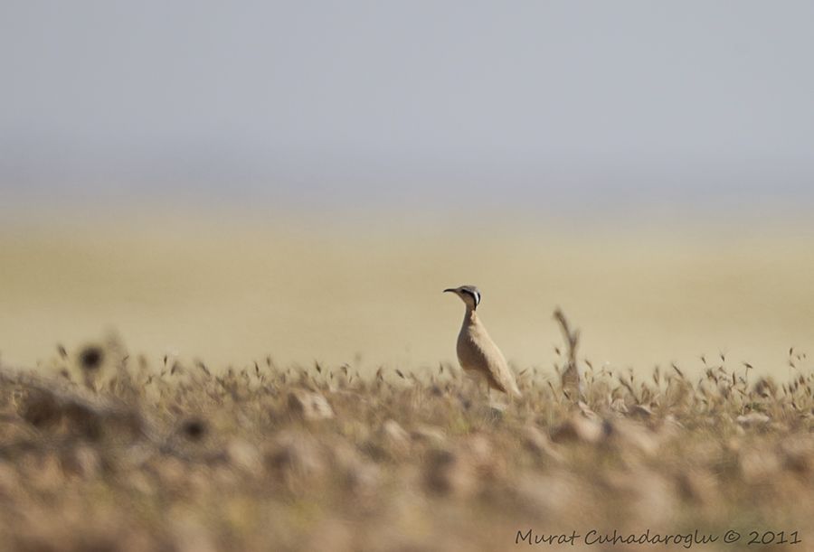 Cream-colored Courser