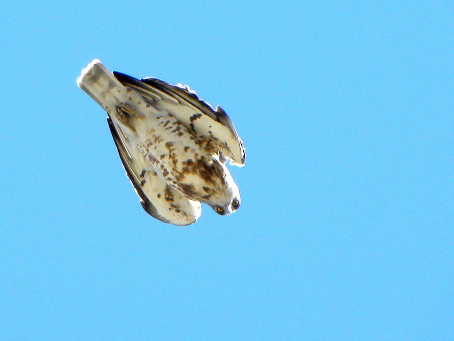 Short-toed Snake Eagle