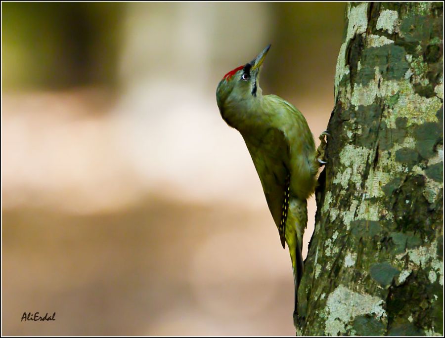 Grey-headed Woodpecker