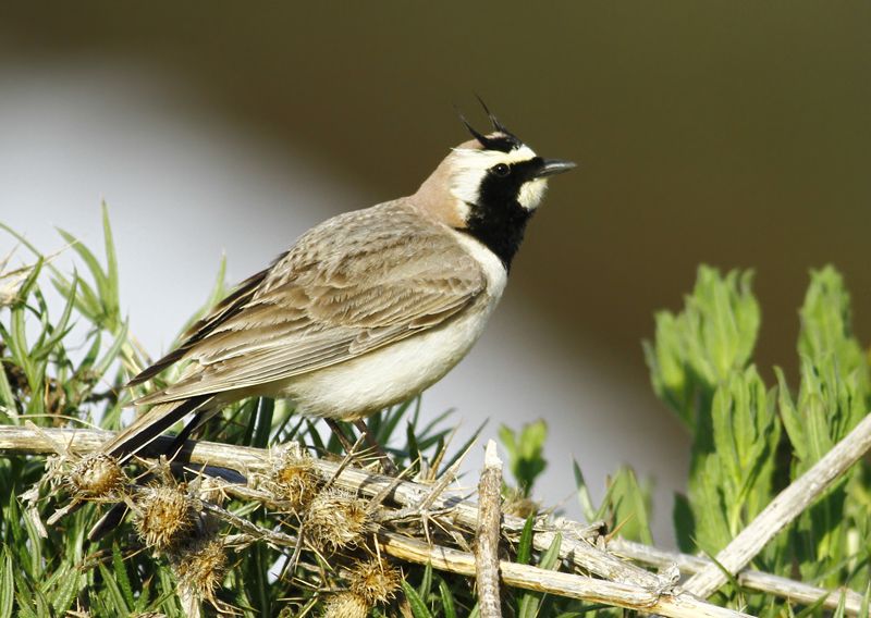 Horned Lark