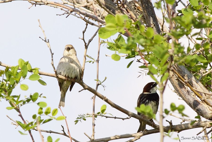 Spanish Sparrow