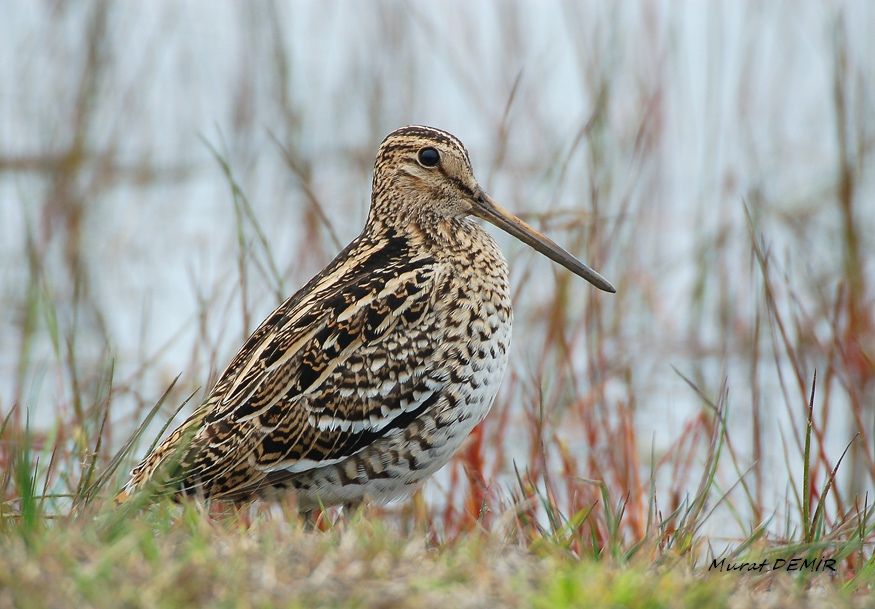 Great Snipe