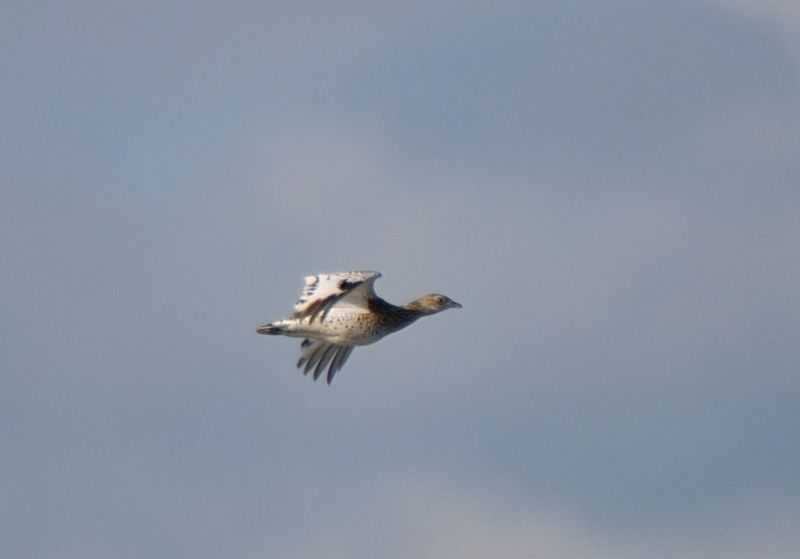 Little Bustard