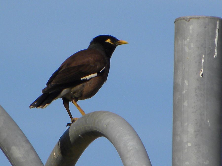 Common Myna