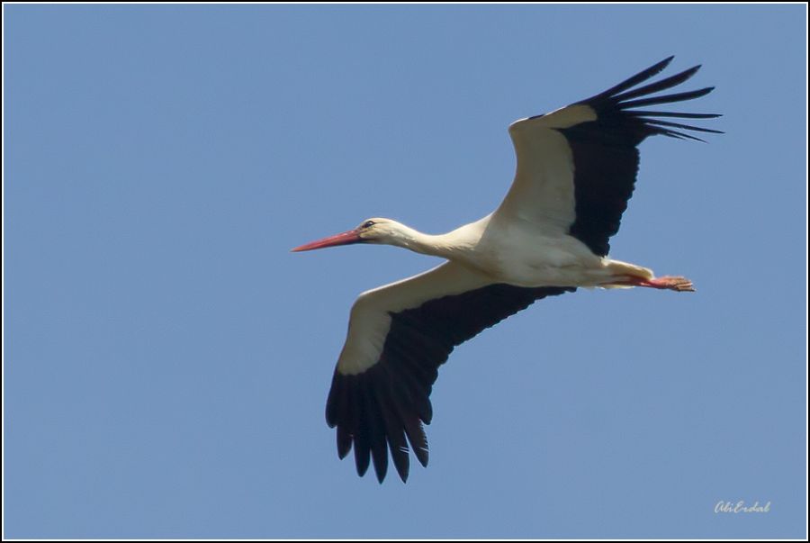 White Stork