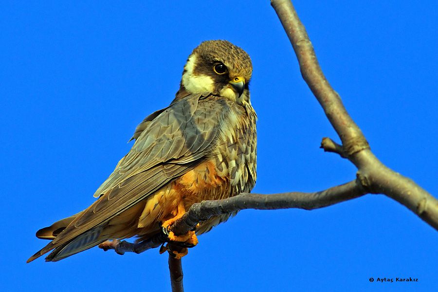 Eurasian Hobby