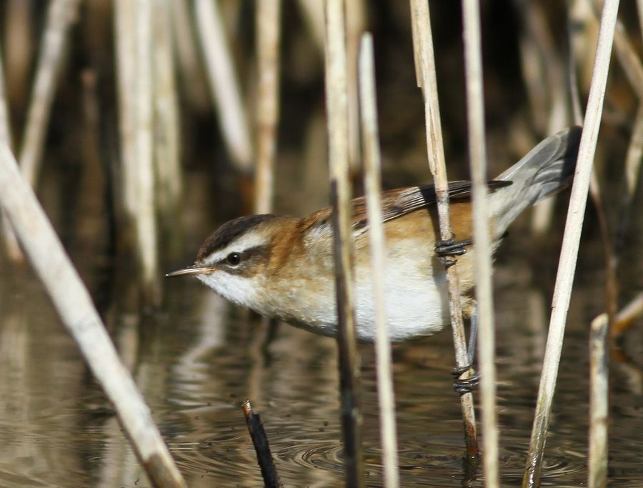 Moustached Warbler