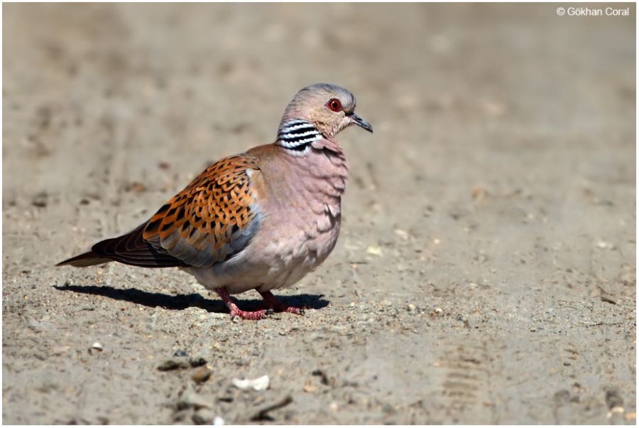 European Turtle Dove