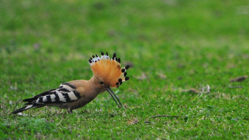 Eurasian Hoopoe