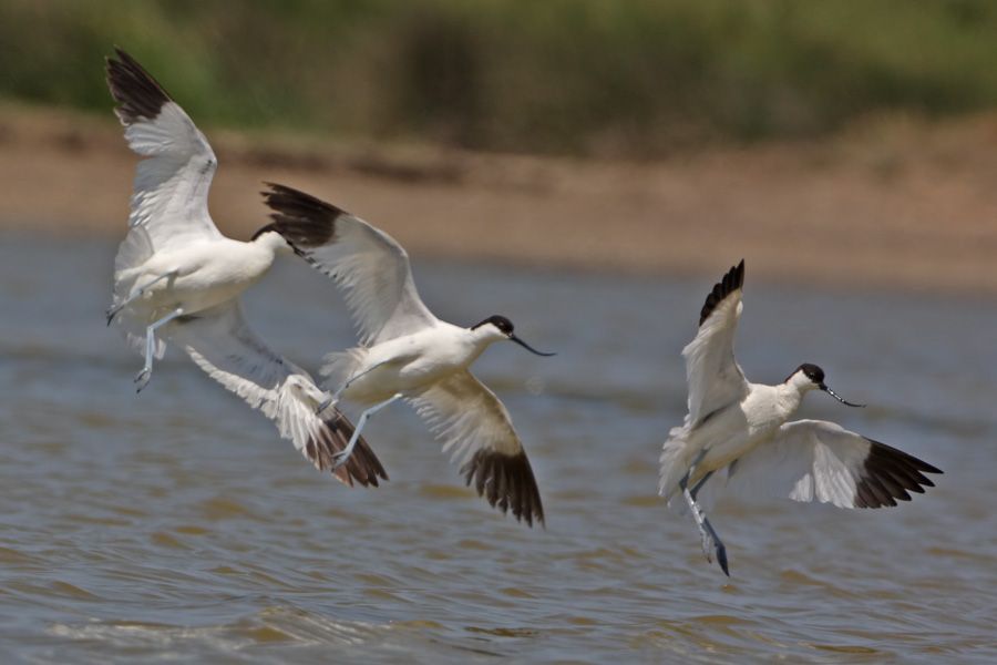 Pied Avocet