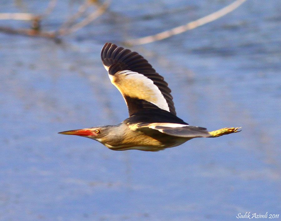 Little Bittern