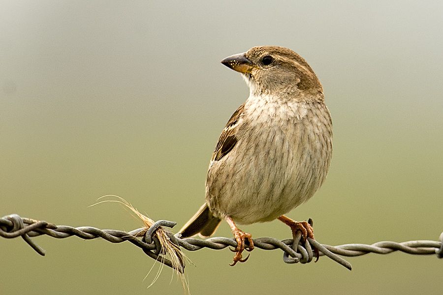 House Sparrow