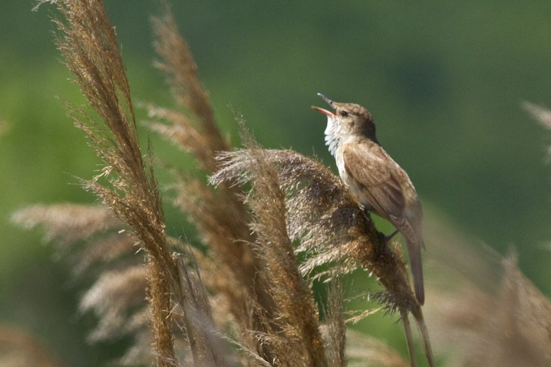 Common Reed Warbler