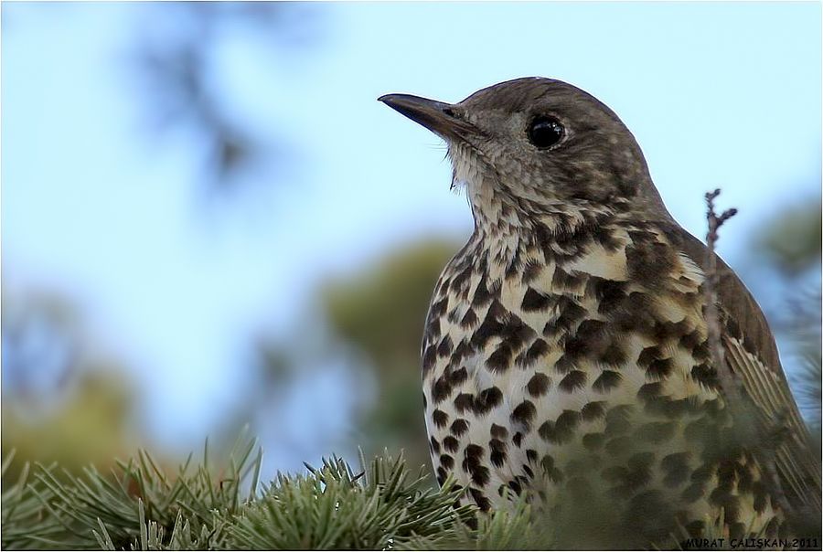 Mistle Thrush