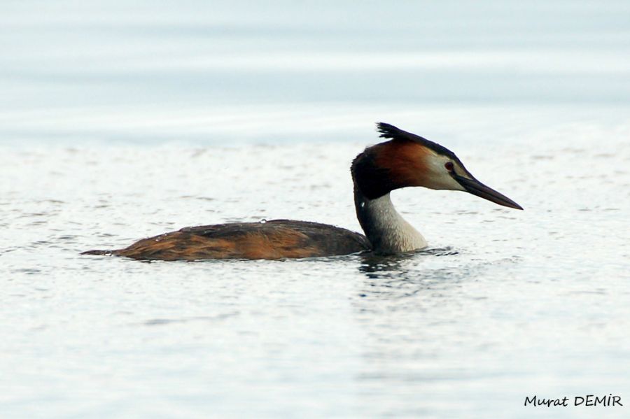 Great Crested Grebe