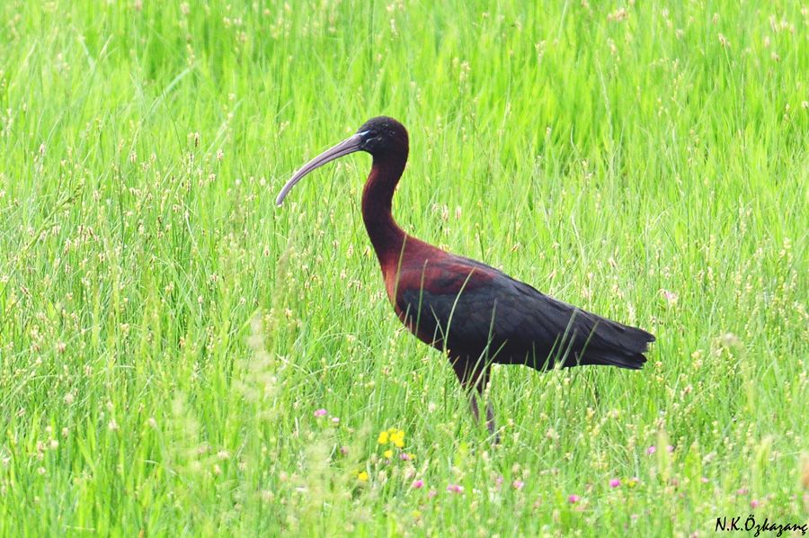 Glossy Ibis