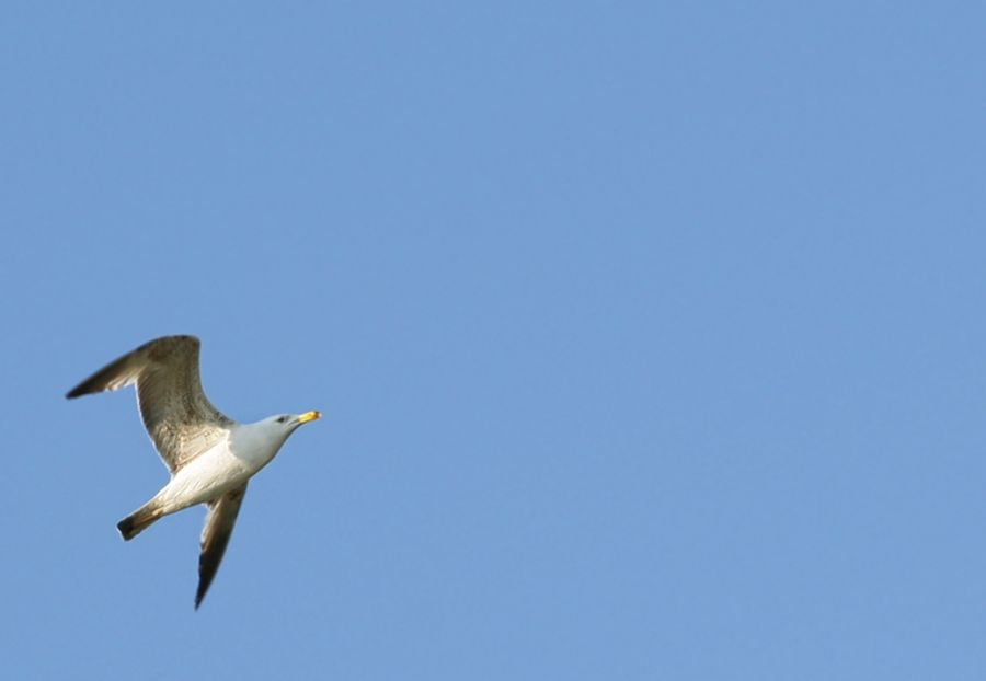 Lesser Black-backed Gull