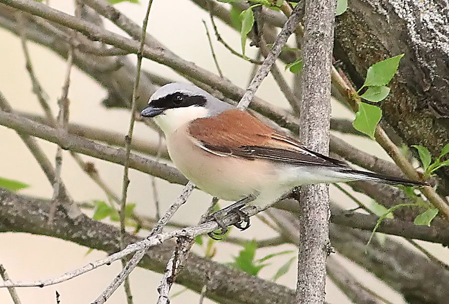 Red-backed Shrike