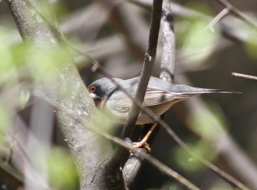 Subalpine Warbler