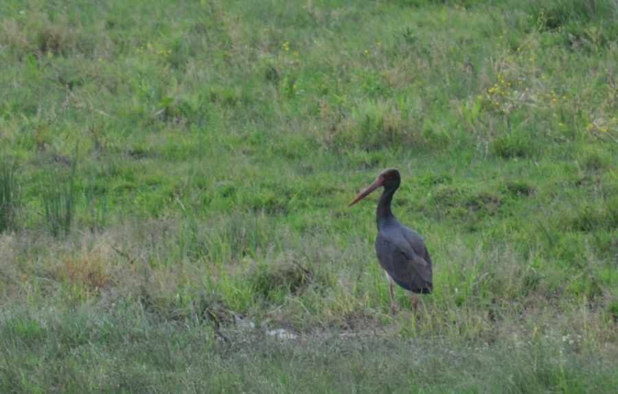 Black Stork