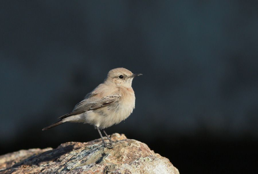 Desert Wheatear