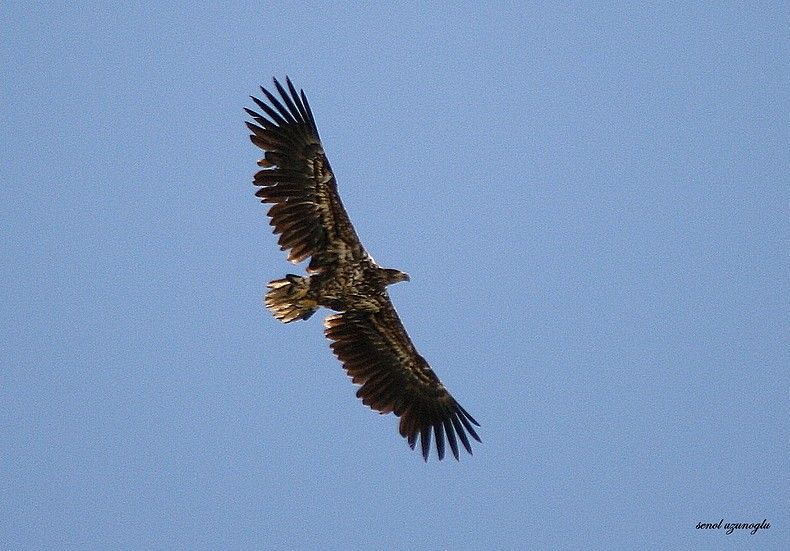 Akkuyruklu Kartal