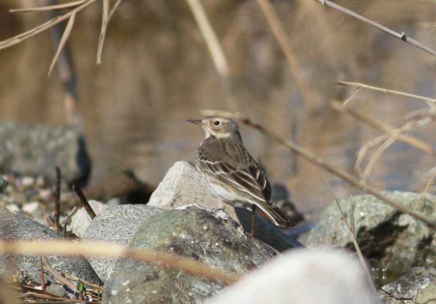 Buff-bellied Pipit