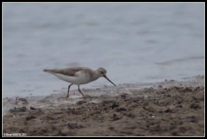 Terek Sandpiper
