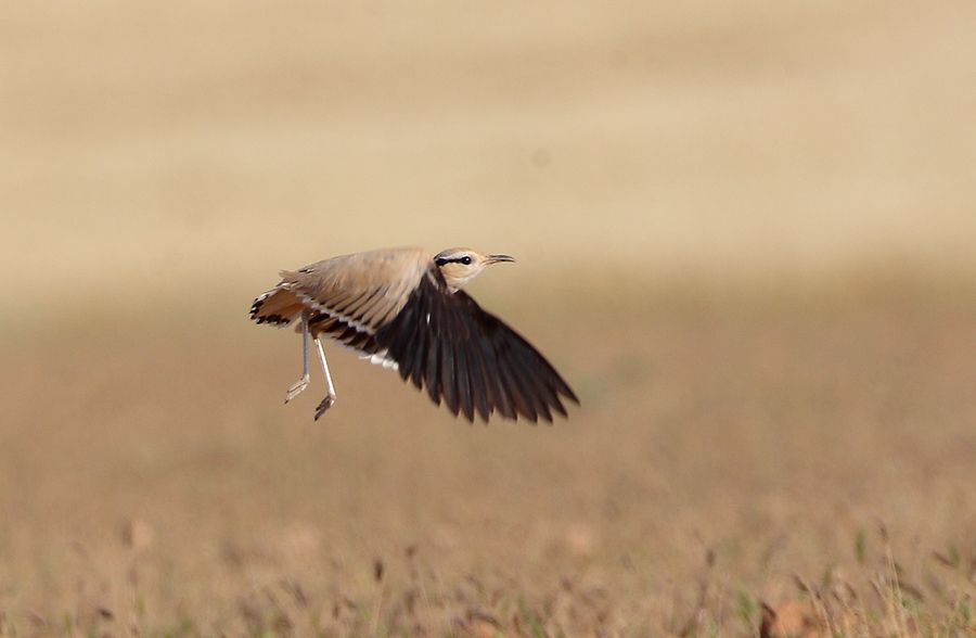 Cream-colored Courser