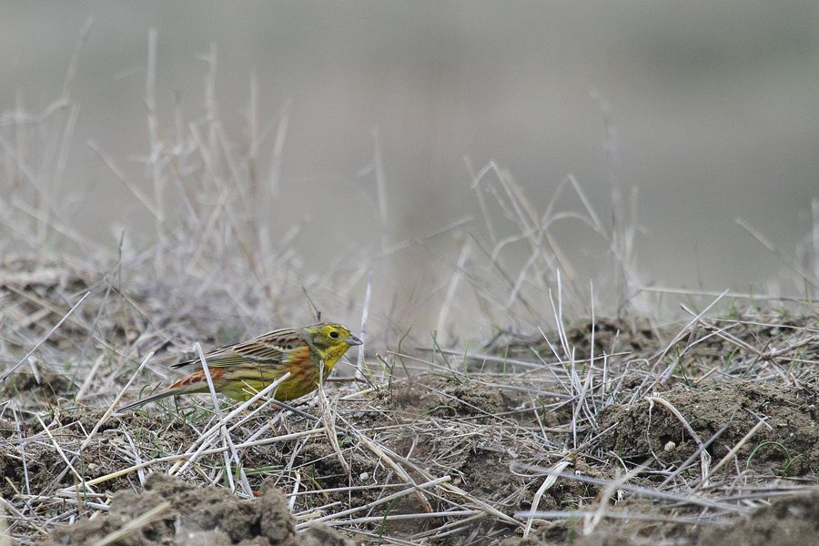 Yellowhammer