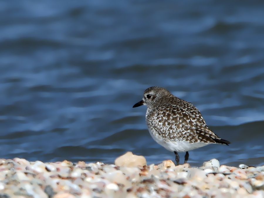 Grey Plover