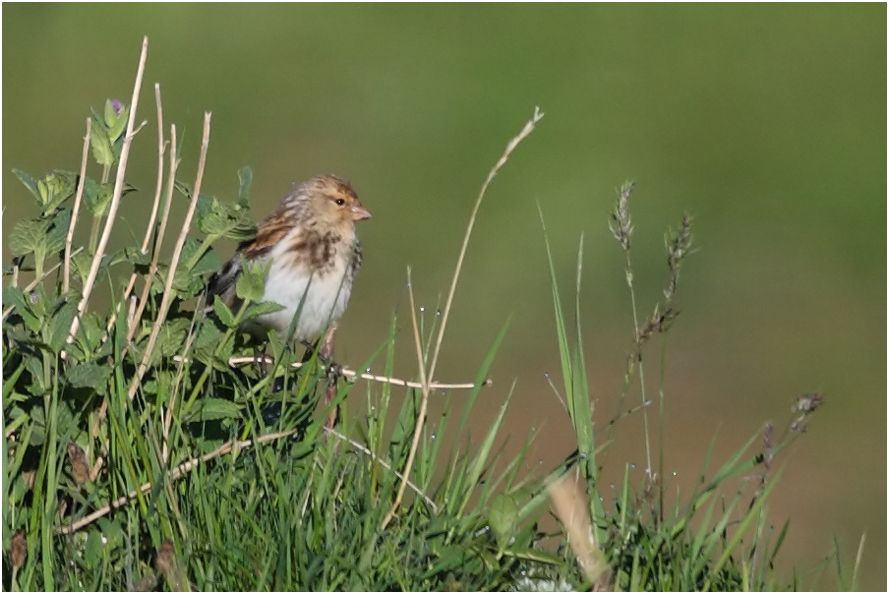 Twite