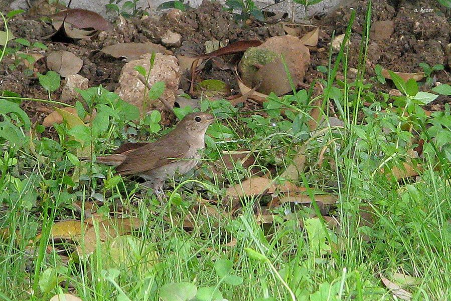 Thrush Nightingale