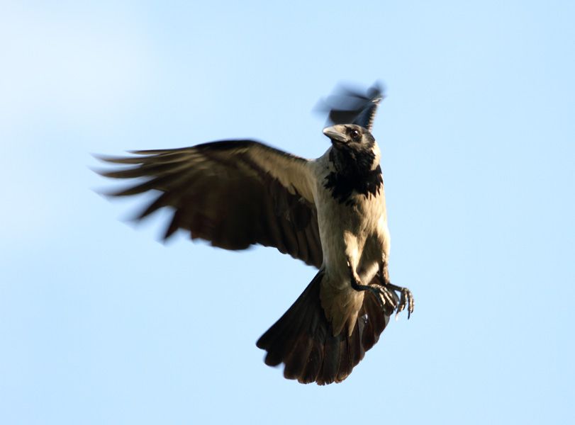 Hooded Crow