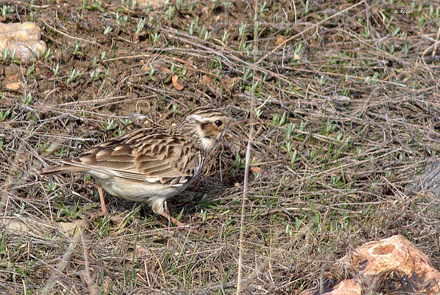 Woodlark