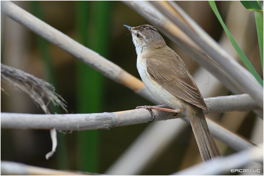 Paddyfield Warbler
