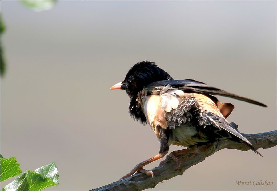 Rosy Starling