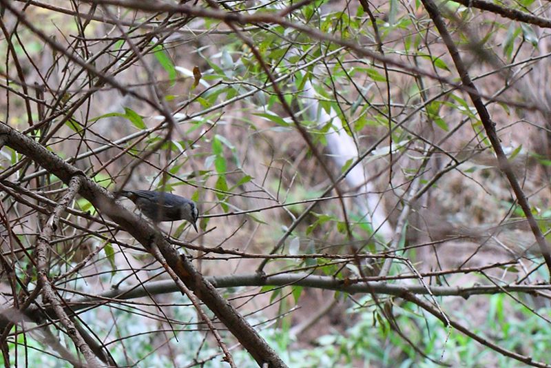 Krüper`s Nuthatch