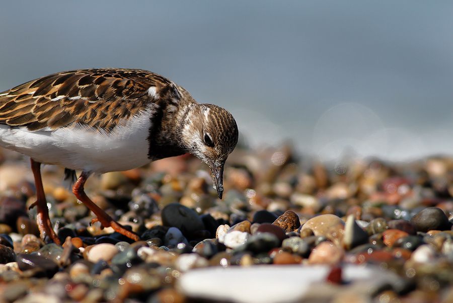 Ruddy Turnstone