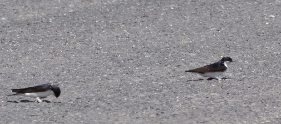 Western House Martin