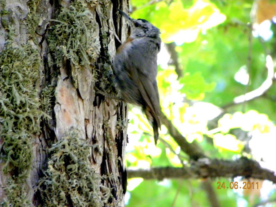 Krüper`s Nuthatch