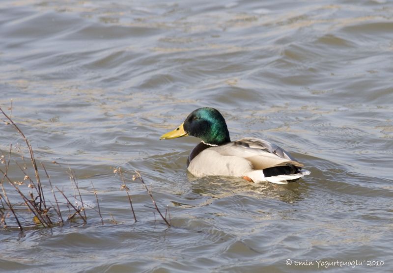 Mallard