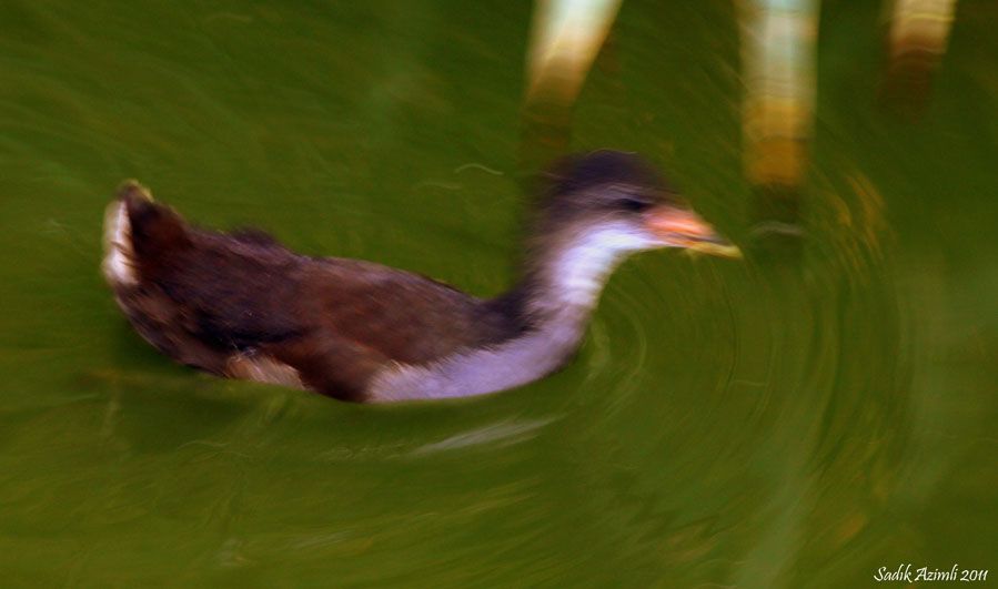 Common Moorhen