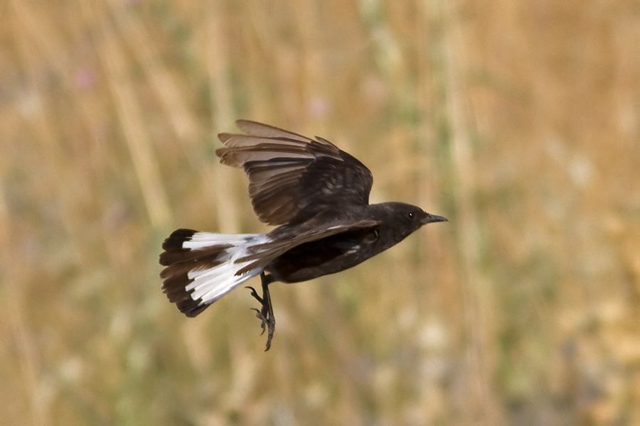 Mourning Wheatear