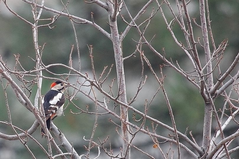 Syrian Woodpecker