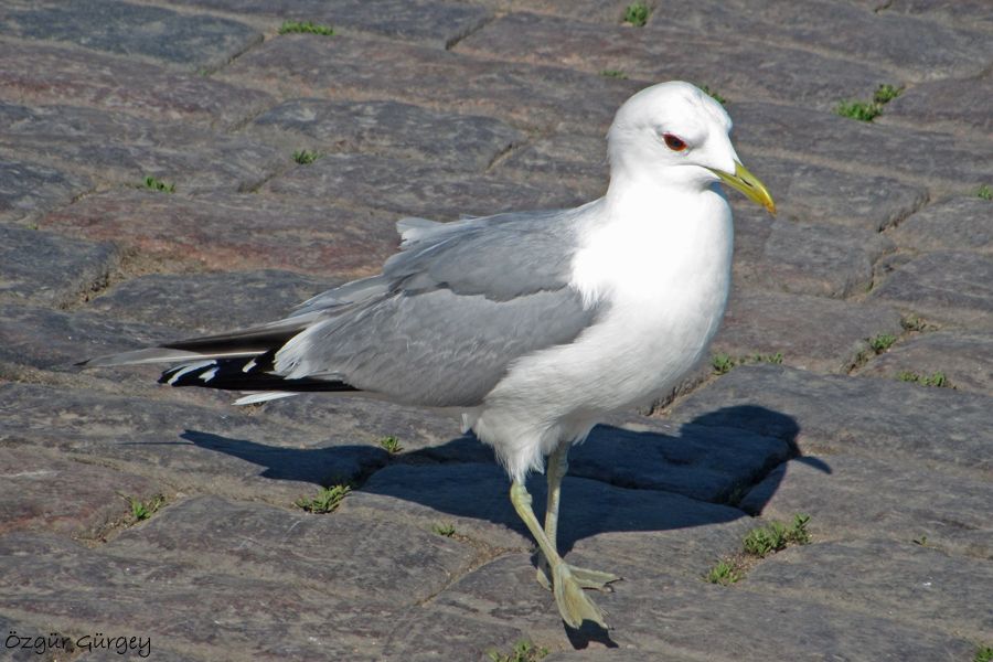 Common Gull