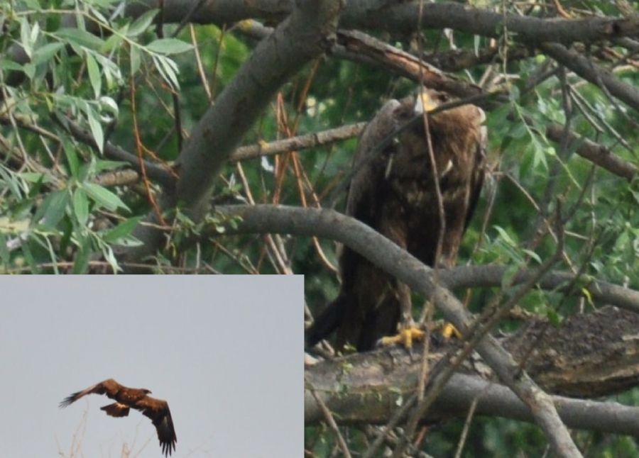 Lesser Spotted Eagle